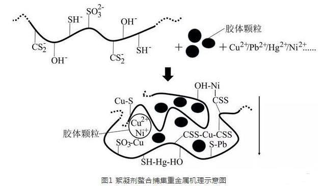 絮凝剂螯合捕集重金属机理示意图