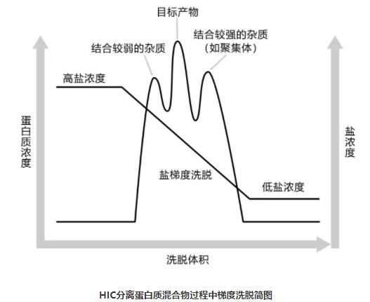 HIC分离蛋白质混合物过程中梯度洗脱简图